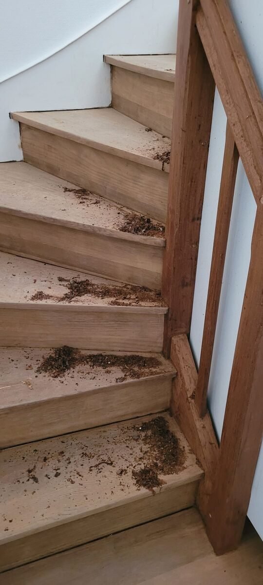 Escalier rénové Le Mans